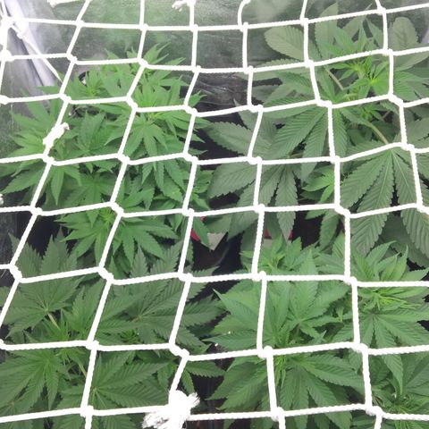A growlog photo: Problème moucheron : réglé 