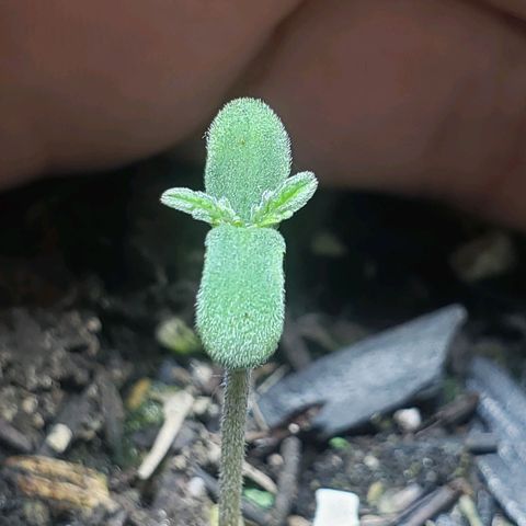 Auto Zkittlez growlog timeline photo