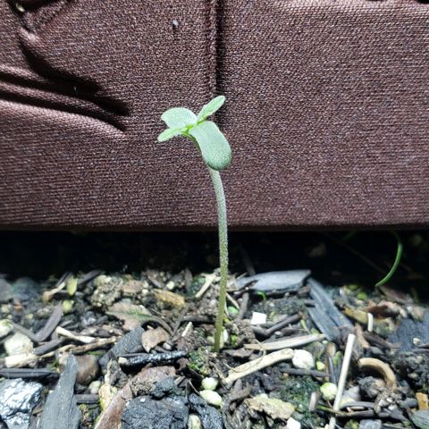 Auto Zkittlez growlog timeline photo