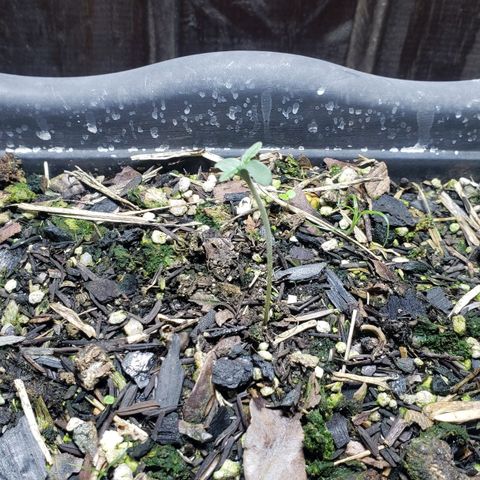 Auto Zkittlez growlog timeline photo