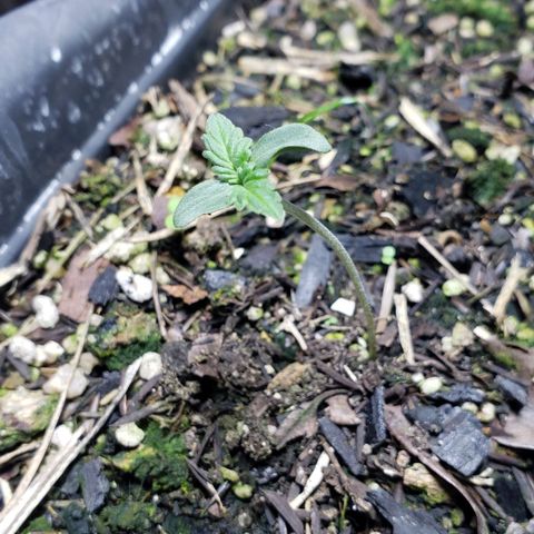 Auto Zkittlez growlog timeline photo