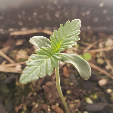 Auto Zkittlez growlog timeline photo