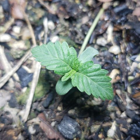 Auto Zkittlez growlog timeline photo