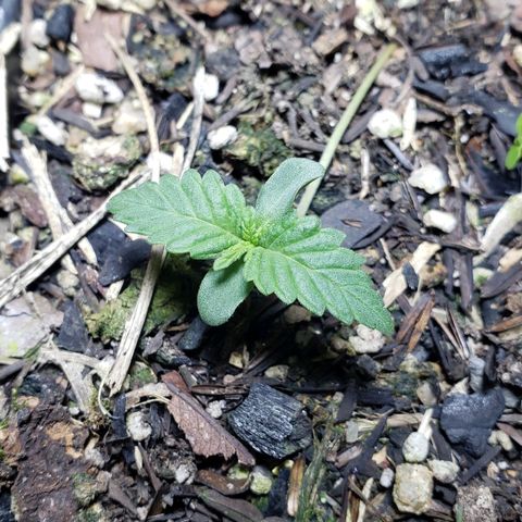 Auto Zkittlez growlog timeline photo