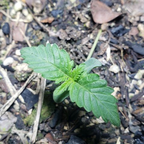 Auto Zkittlez growlog timeline photo