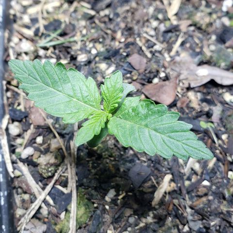 Auto Zkittlez growlog timeline photo