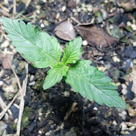 Auto Zkittlez growlog timeline photo