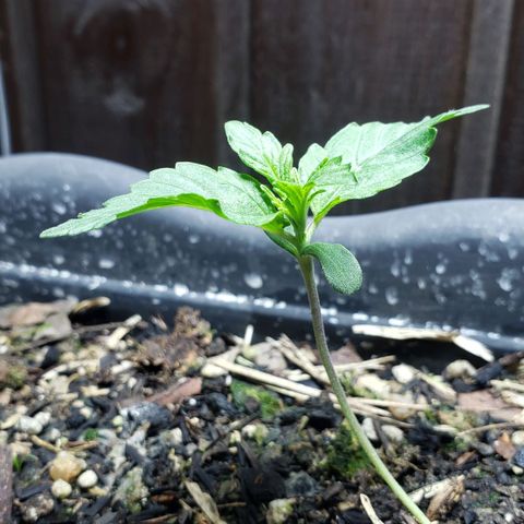 Auto Zkittlez growlog timeline photo
