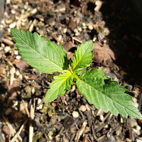 Auto Zkittlez growlog timeline photo
