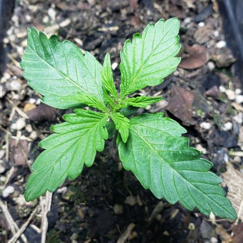 Auto Zkittlez growlog timeline photo
