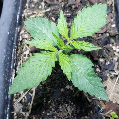 Auto Zkittlez growlog timeline photo
