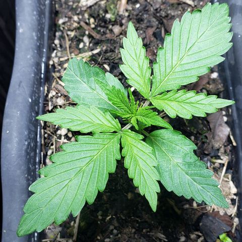 Auto Zkittlez growlog timeline photo