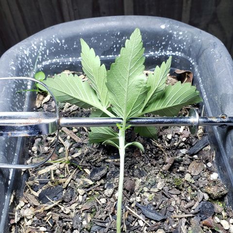 Auto Zkittlez growlog timeline photo
