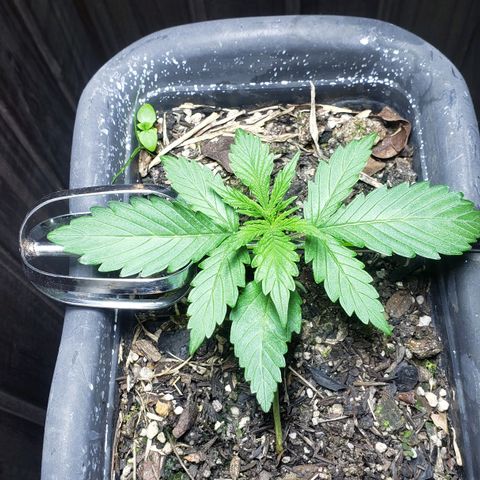 Auto Zkittlez growlog timeline photo