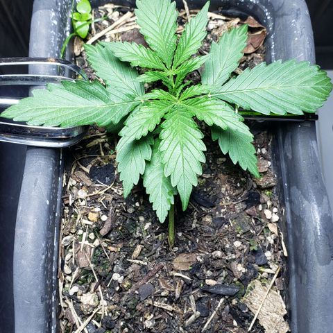 Auto Zkittlez growlog timeline photo
