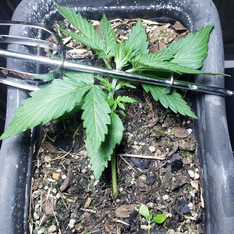 Auto Zkittlez growlog timeline photo