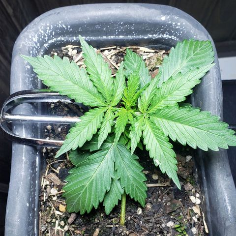 Auto Zkittlez growlog timeline photo