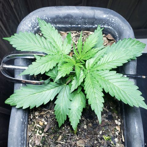 Auto Zkittlez growlog timeline photo