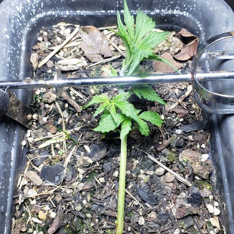 Auto Zkittlez growlog timeline photo