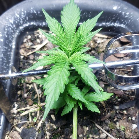 Auto Zkittlez growlog timeline photo