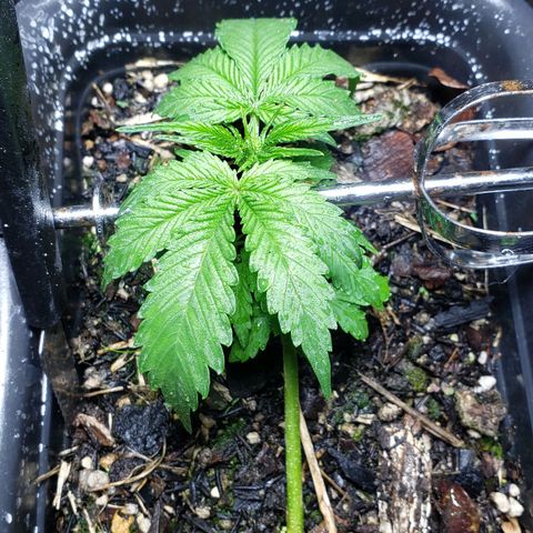 Auto Zkittlez growlog timeline photo