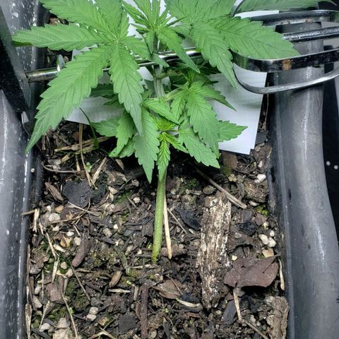 Auto Zkittlez growlog timeline photo