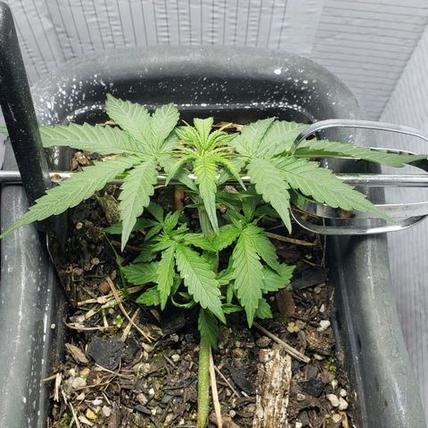Auto Zkittlez growlog timeline photo