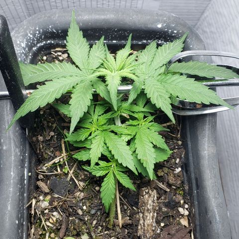 Auto Zkittlez growlog timeline photo