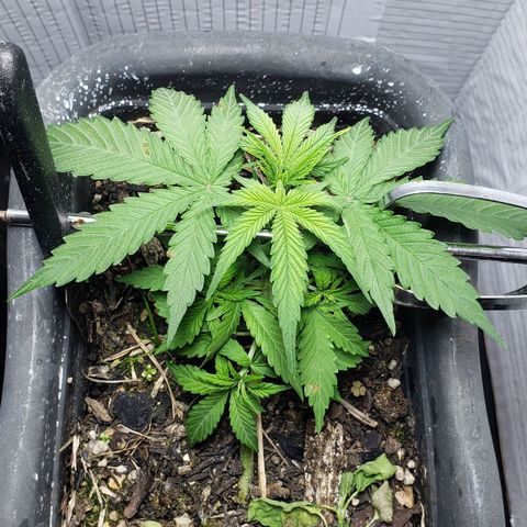 Auto Zkittlez growlog timeline photo