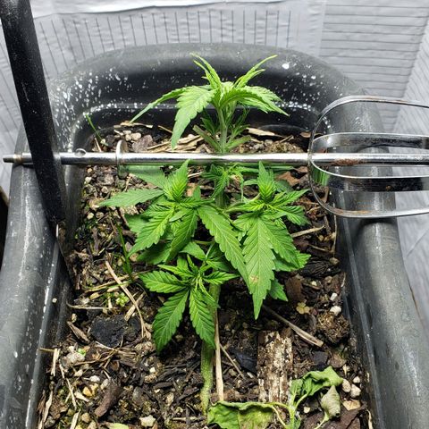 Auto Zkittlez growlog timeline photo