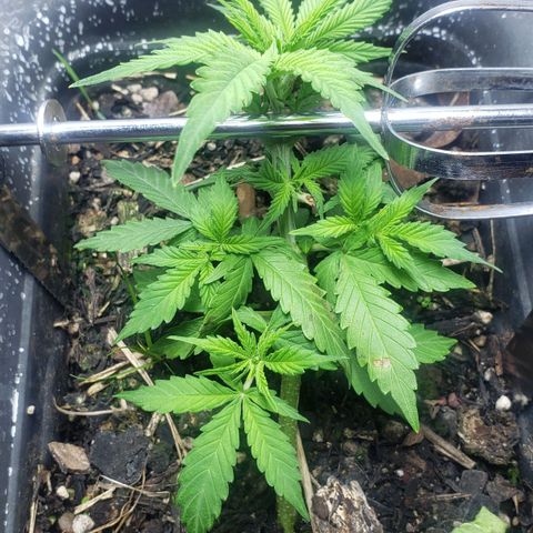 Auto Zkittlez growlog timeline photo