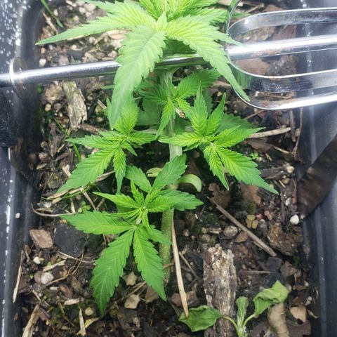 Auto Zkittlez growlog timeline photo