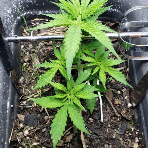 Auto Zkittlez growlog timeline photo
