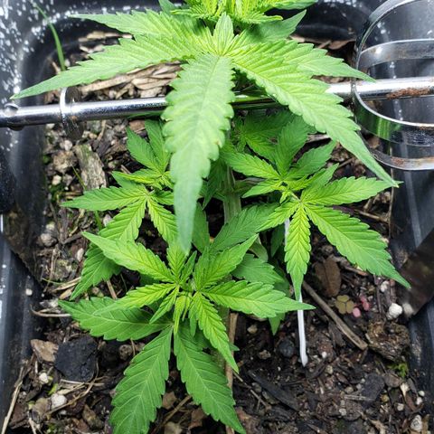 Auto Zkittlez growlog timeline photo