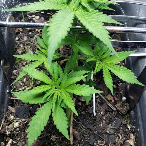 Auto Zkittlez growlog timeline photo