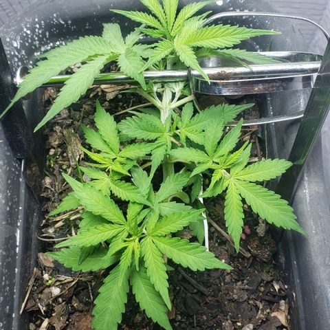 Auto Zkittlez growlog timeline photo