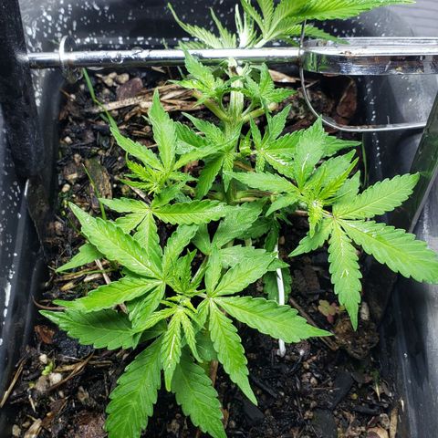Auto Zkittlez growlog timeline photo