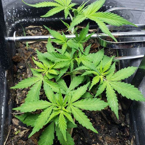 Auto Zkittlez growlog timeline photo