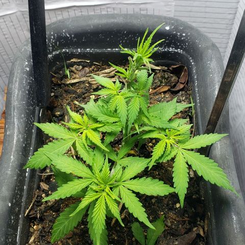 Auto Zkittlez growlog timeline photo
