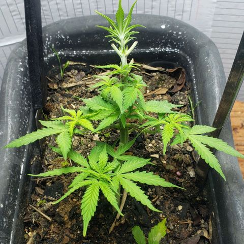 Auto Zkittlez growlog timeline photo