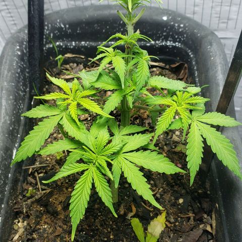 Auto Zkittlez growlog timeline photo