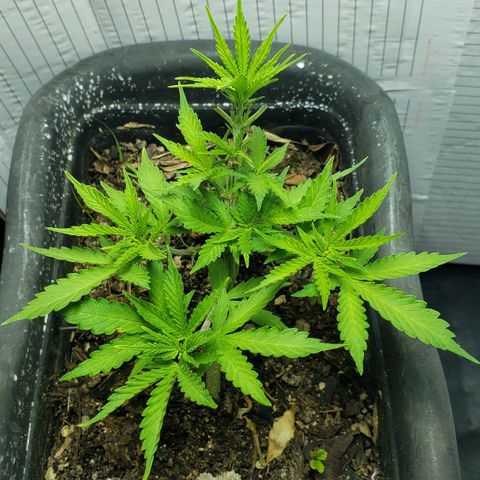 Auto Zkittlez growlog timeline photo