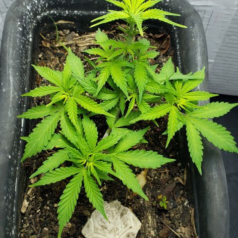 Auto Zkittlez growlog timeline photo