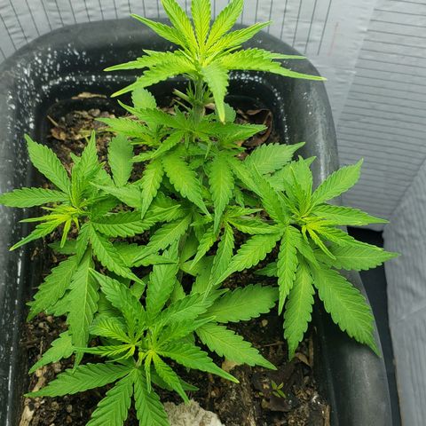 Auto Zkittlez growlog timeline photo