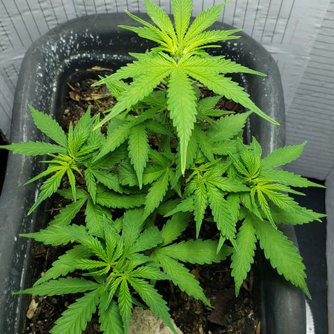 Auto Zkittlez growlog timeline photo