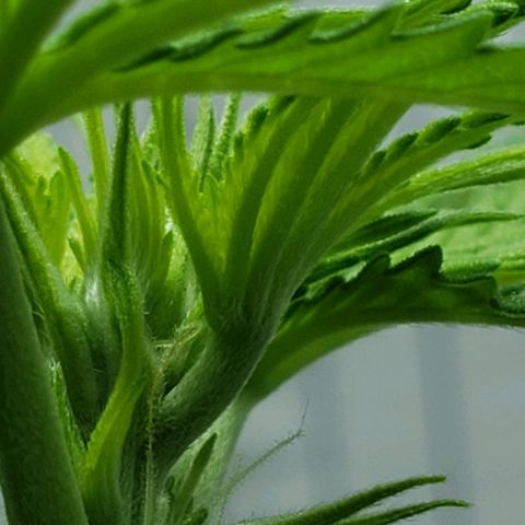 Auto Zkittlez growlog timeline photo