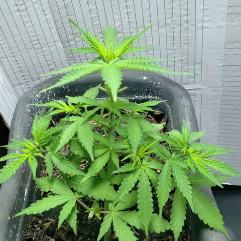 Auto Zkittlez growlog timeline photo