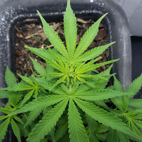 Auto Zkittlez growlog timeline photo