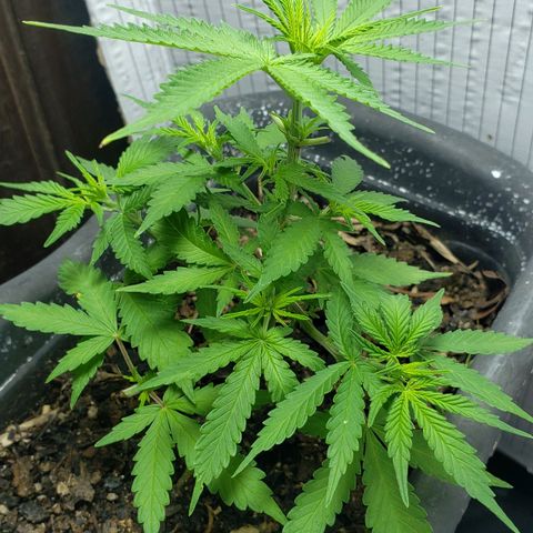 Auto Zkittlez growlog timeline photo