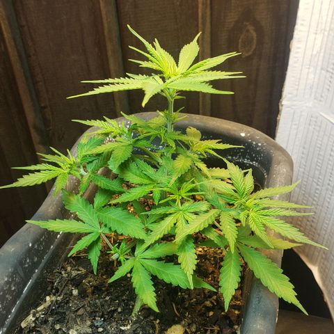 Auto Zkittlez growlog timeline photo